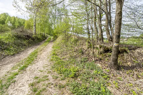 Jaźwina - szczyt Korony Gór Świętokrzyskich w Paśmie Ociesęckim