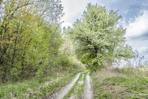 Jaźwina - szczyt Korony Gór Świętokrzyskich w Paśmie Ociesęckim