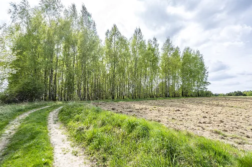 Jaźwina - szczyt Korony Gór Świętokrzyskich w Paśmie Ociesęckim