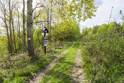 Jaźwina - szczyt Korony Gór Świętokrzyskich w Paśmie Ociesęckim