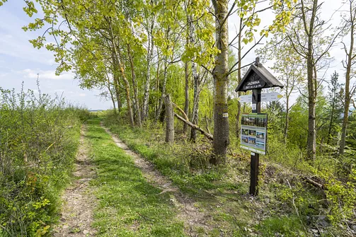 Jaźwina - szczyt Korony Gór Świętokrzyskich w Paśmie Ociesęckim