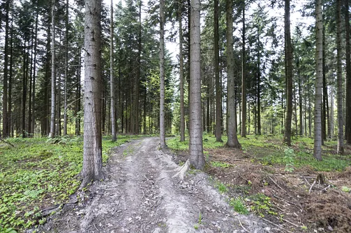 Kiełków - najwyższe wzniesienie Pasma Orłowińskiego w Górach Świętokrzyskich