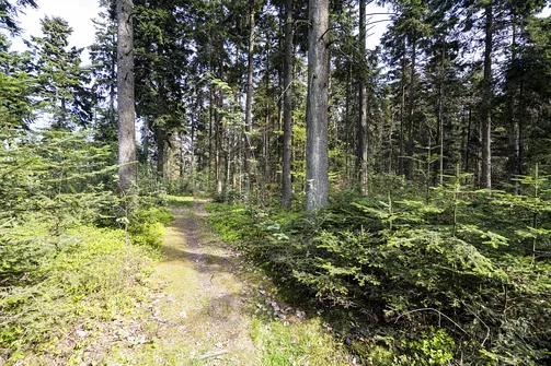 Kiełków - najwyższe wzniesienie Pasma Orłowińskiego w Górach Świętokrzyskich