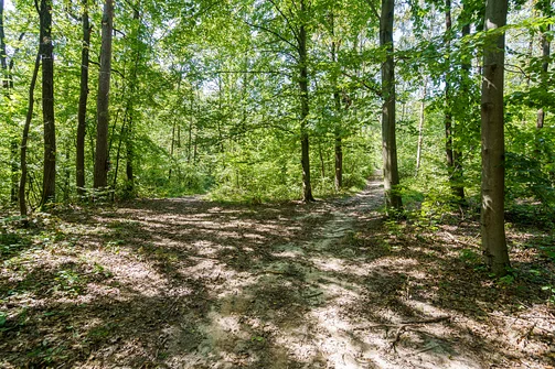 Żółty szlak na szczyt góry Glinianki