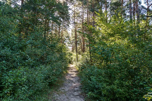 Zelejowa - najwyższy szczyt Pasma Zelejowskiego w Górach Świętokrzyskich