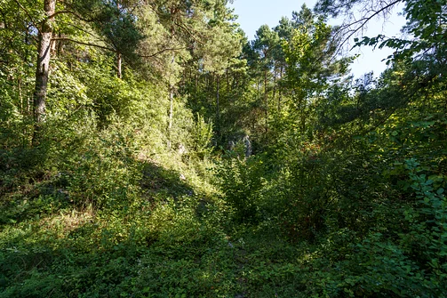 Zelejowa - najwyższy szczyt Pasma Zelejowskiego w Górach Świętokrzyskich