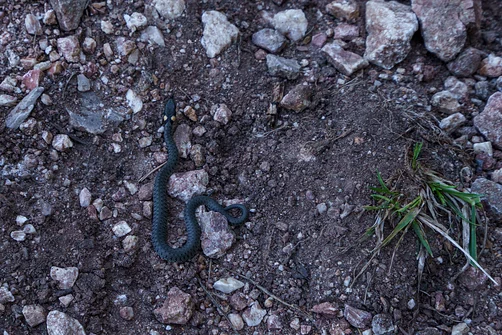 Zelejowa - najwyższy szczyt Pasma Zelejowskiego w Górach Świętokrzyskich