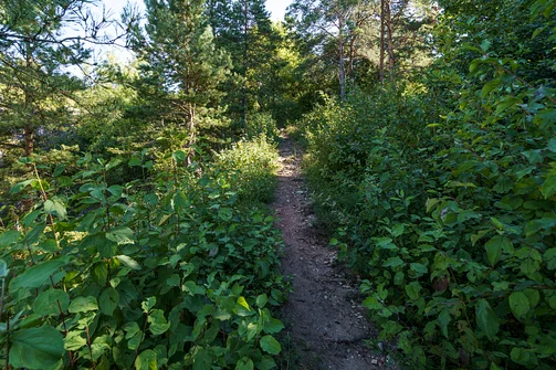 Zelejowa - najwyższy szczyt Pasma Zelejowskiego w Górach Świętokrzyskich
