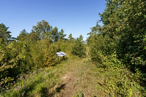 Zelejowa - najwyższy szczyt Pasma Zelejowskiego w Górach Świętokrzyskich