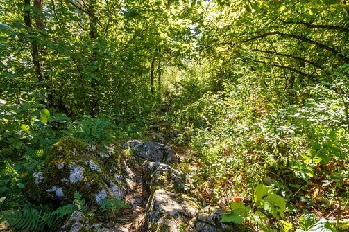 Zelejowa - najwyższy szczyt Pasma Zelejowskiego w Górach Świętokrzyskich