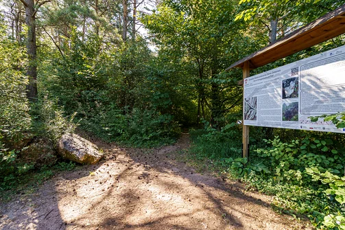 Zelejowa - najwyższy szczyt Pasma Zelejowskiego w Górach Świętokrzyskich