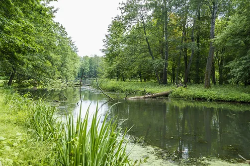 Ogród romantyczny w Arkadii