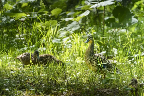 Ogród romantyczny w Arkadii