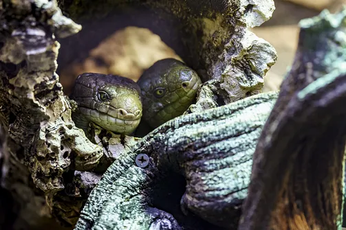 ZOO i Orientarium w Łodzi - wyjątkowa atrakcja turystyczna