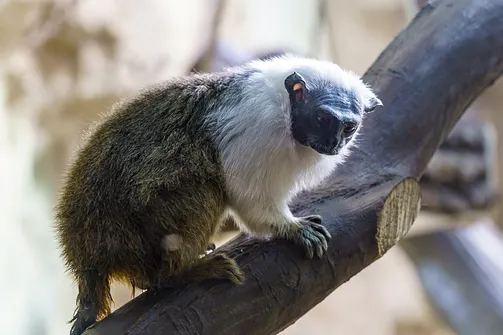 ZOO i Orientarium w Łodzi - wyjątkowa atrakcja turystyczna
