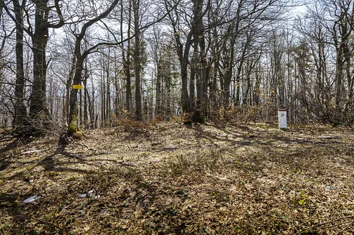 Szczyt góry Orło w Beskidzie Żywiecko-Kysuckim