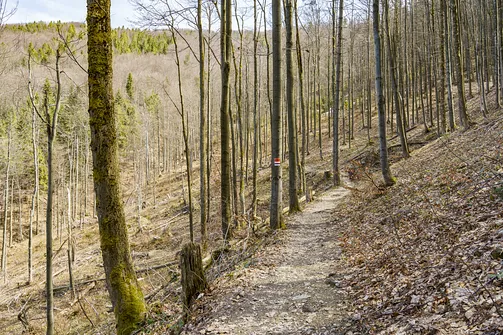 Czerwony szlak biegnący zboczami gór Wielkiej Czerwenkowej, Bugaj i Jaworzyna ...na tym i kolejnych zdjęciach