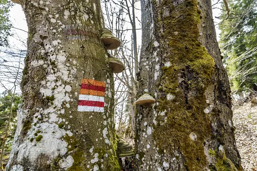 Wielka Racza - trasa z Rycerki Górnej przez Przełęcz Przegibek