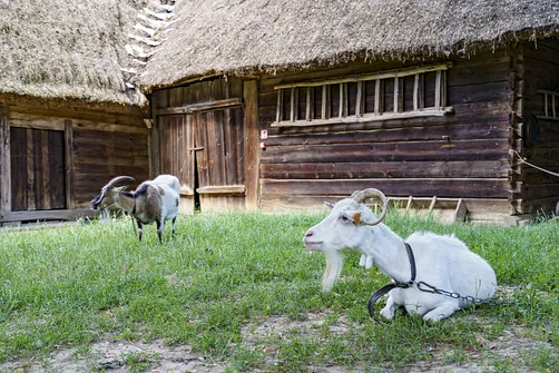 Muzeum Wsi Lubelskiej - spacer po dawnej Lubelszczyźnie