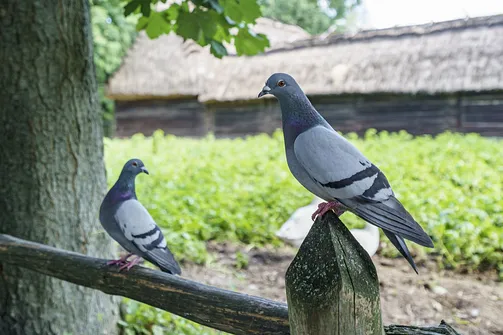 Muzeum Wsi Lubelskiej - spacer po dawnej Lubelszczyźnie