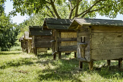 Muzeum Wsi Lubelskiej - spacer po dawnej Lubelszczyźnie