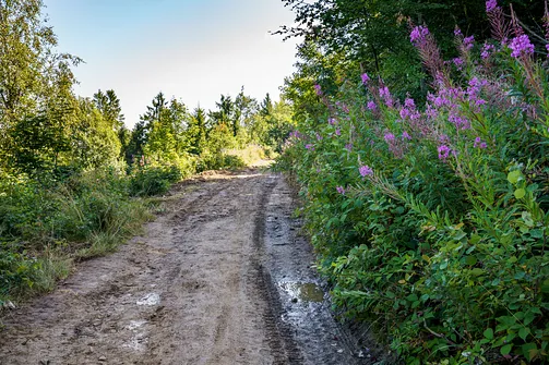 Lubań - widokowy szczyt Gorców z wieżą widokową