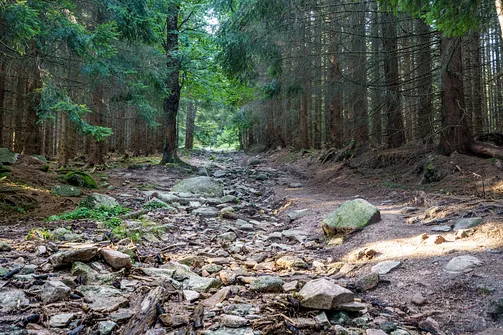 Śnieżka z Karpacza przez Pielgrzymy, Słonecznik i trzy karkonoskie schroniska