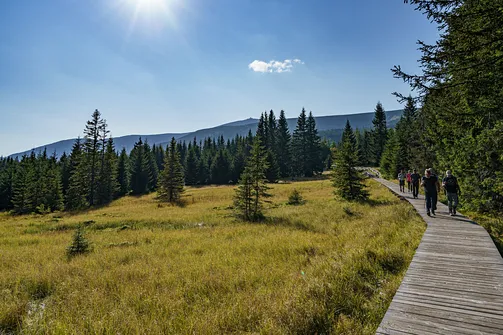 Widok na Śnieżkę z polany Kotki