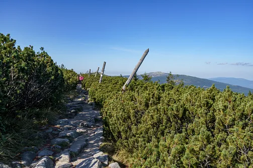 Śnieżka z Karpacza przez Pielgrzymy, Słonecznik i trzy karkonoskie schroniska