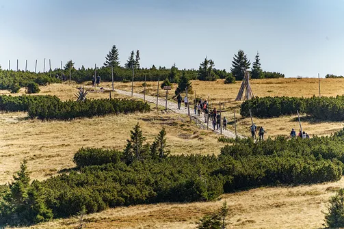 Śnieżka z Karpacza przez Pielgrzymy, Słonecznik i trzy karkonoskie schroniska