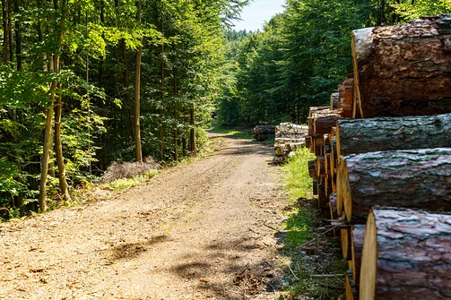 Borowa - trasa z Wałbrzycha przez Mały Wołowiec, Wołowiec i Kozioł