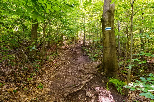 Borowa - trasa z Wałbrzycha przez Mały Wołowiec, Wołowiec i Kozioł
