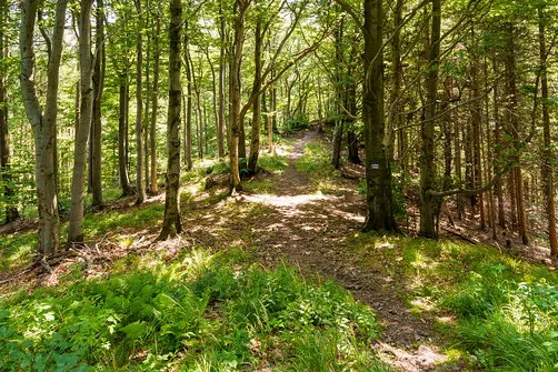 Borowa - trasa z Wałbrzycha przez Mały Wołowiec, Wołowiec i Kozioł