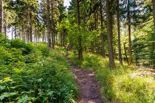 Borowa - trasa z Wałbrzycha przez Mały Wołowiec, Wołowiec i Kozioł