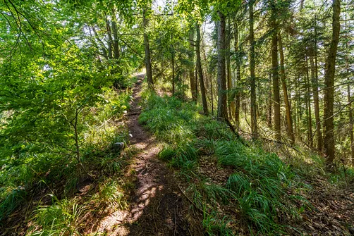 Borowa - trasa z Wałbrzycha przez Mały Wołowiec, Wołowiec i Kozioł