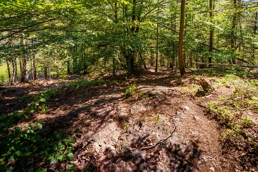 Borowa - trasa z Wałbrzycha przez Mały Wołowiec, Wołowiec i Kozioł