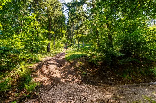 Borowa - trasa z Wałbrzycha przez Mały Wołowiec, Wołowiec i Kozioł