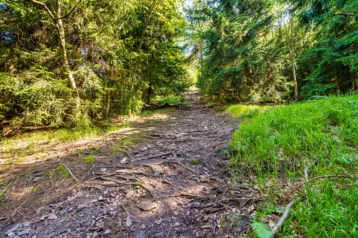 Borowa - trasa z Wałbrzycha przez Mały Wołowiec, Wołowiec i Kozioł