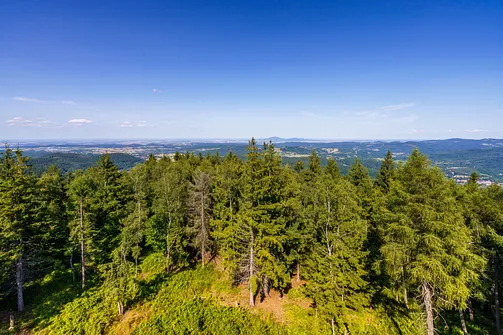 Borowa - trasa z Wałbrzycha przez Mały Wołowiec, Wołowiec i Kozioł