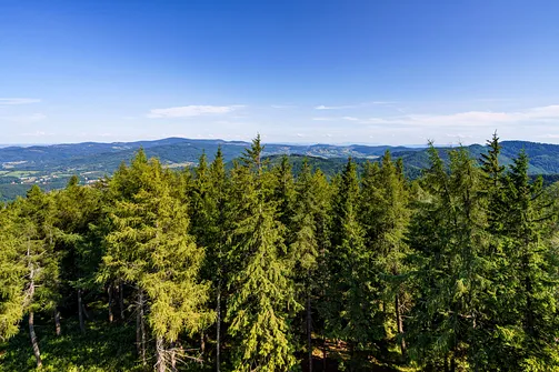 Borowa - trasa z Wałbrzycha przez Mały Wołowiec, Wołowiec i Kozioł