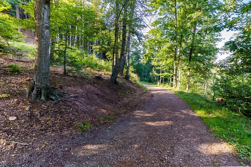 Borowa - trasa z Wałbrzycha przez Mały Wołowiec, Wołowiec i Kozioł
