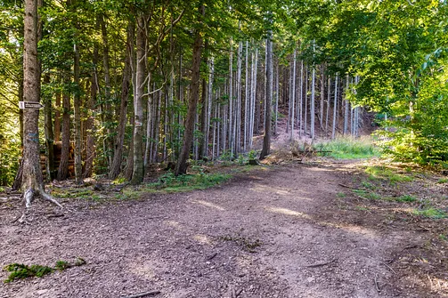 Borowa - trasa z Wałbrzycha przez Mały Wołowiec, Wołowiec i Kozioł