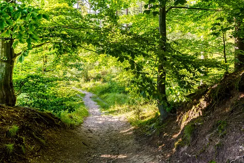 Borowa - trasa z Wałbrzycha przez Mały Wołowiec, Wołowiec i Kozioł