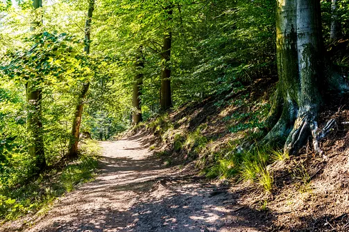 Borowa - trasa z Wałbrzycha przez Mały Wołowiec, Wołowiec i Kozioł