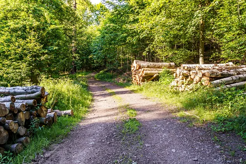 Borowa - trasa z Wałbrzycha przez Mały Wołowiec, Wołowiec i Kozioł