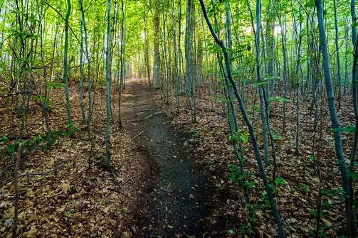 Borowa - trasa z Wałbrzycha przez Mały Wołowiec, Wołowiec i Kozioł