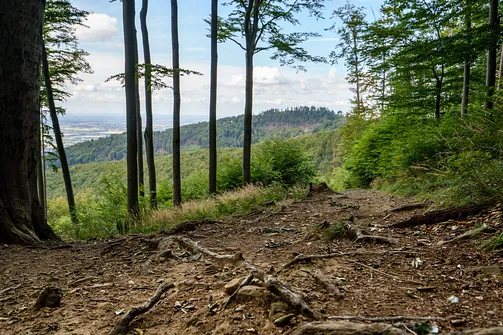 Równica w Beskidzie Śląskim - trasa z Ustronia