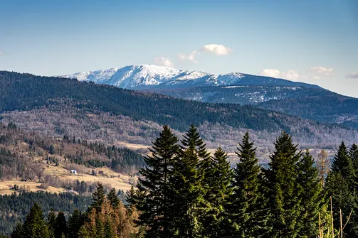 Widok na dominujący nad horyzontem, pokryty śniegiem masyw babiogórski zza koron drzew.