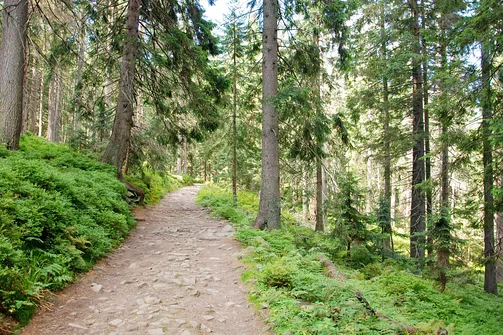 Babia Góra. Malownicza droga przez las w początkowym etapie podejścia