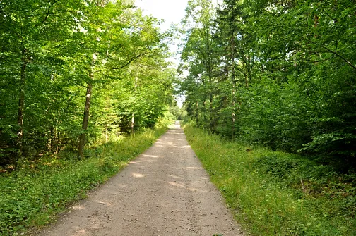 Osieczyńska Góra. Utwardzona droga wiedzie przez las.